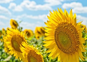 Summer Weather Sunflower